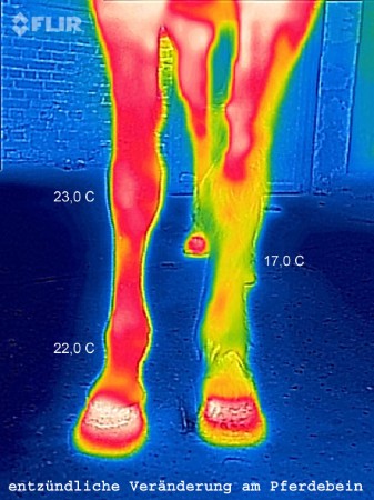 Thermographie Pferd